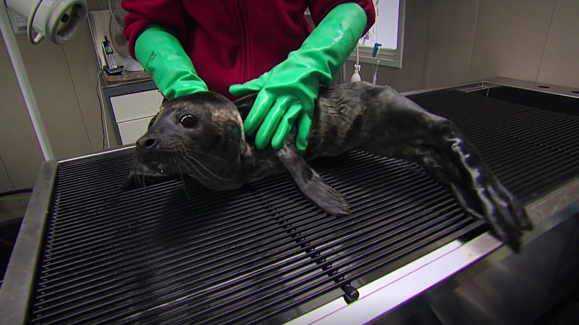 Hope for Wildlife S3E4 Saving Seals Knowledge.ca